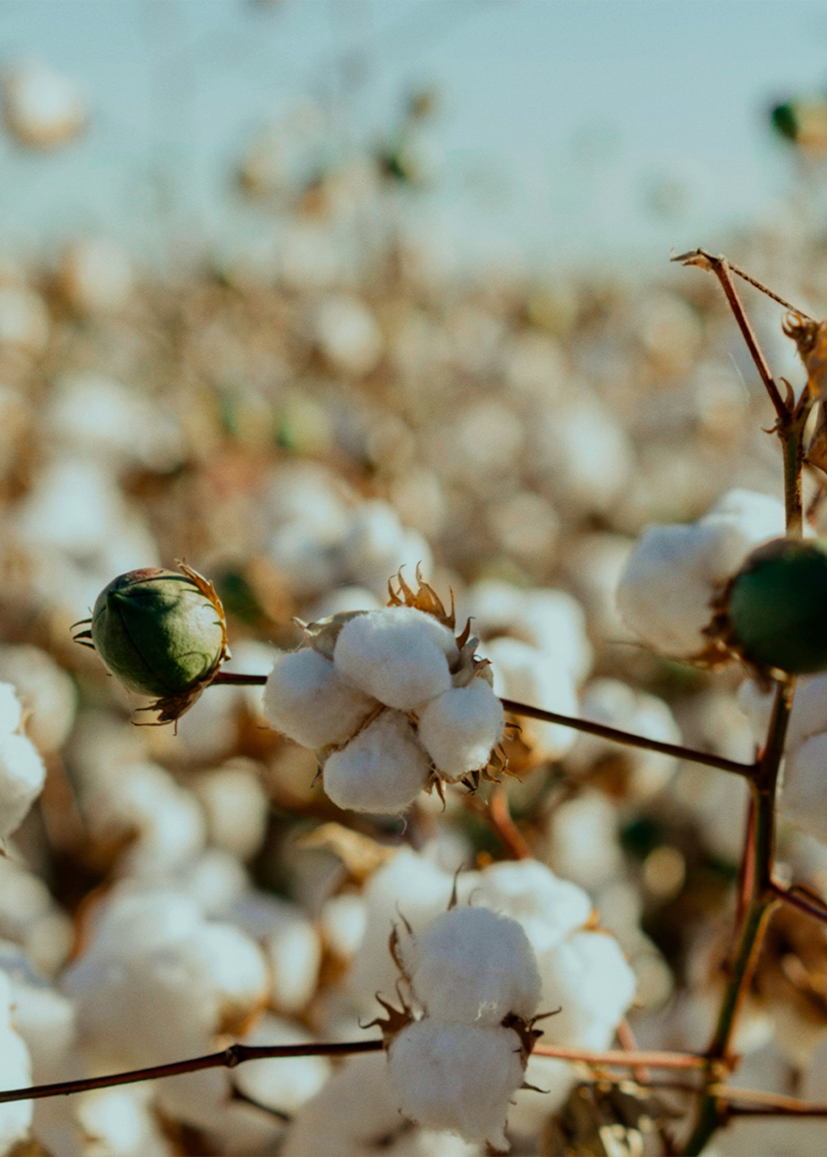 Cotton Close Up