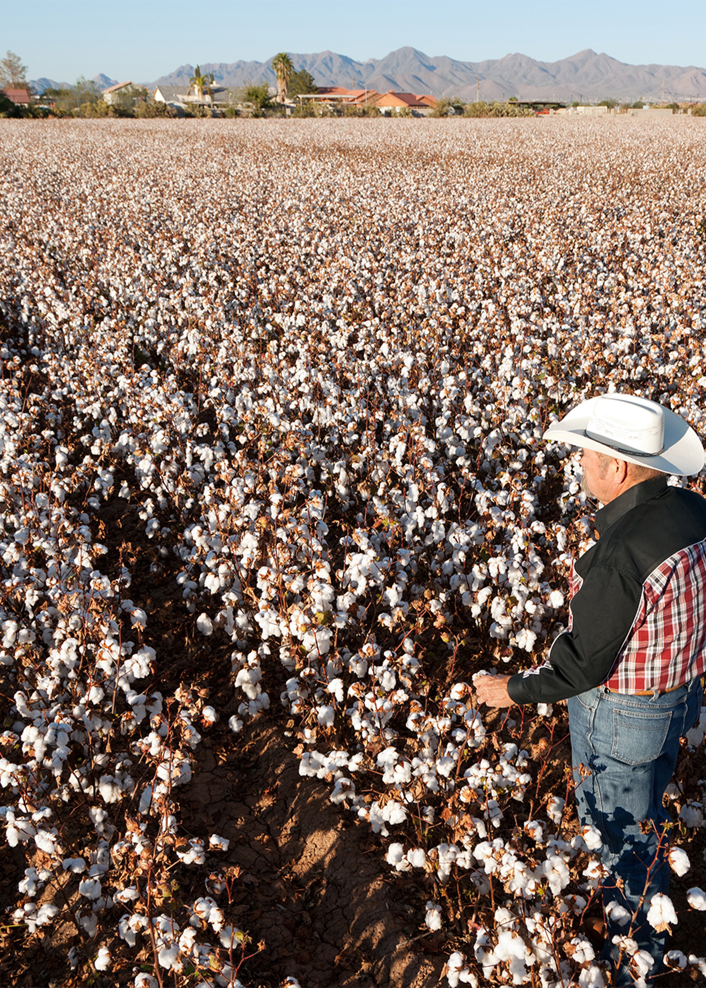 Cotton Field