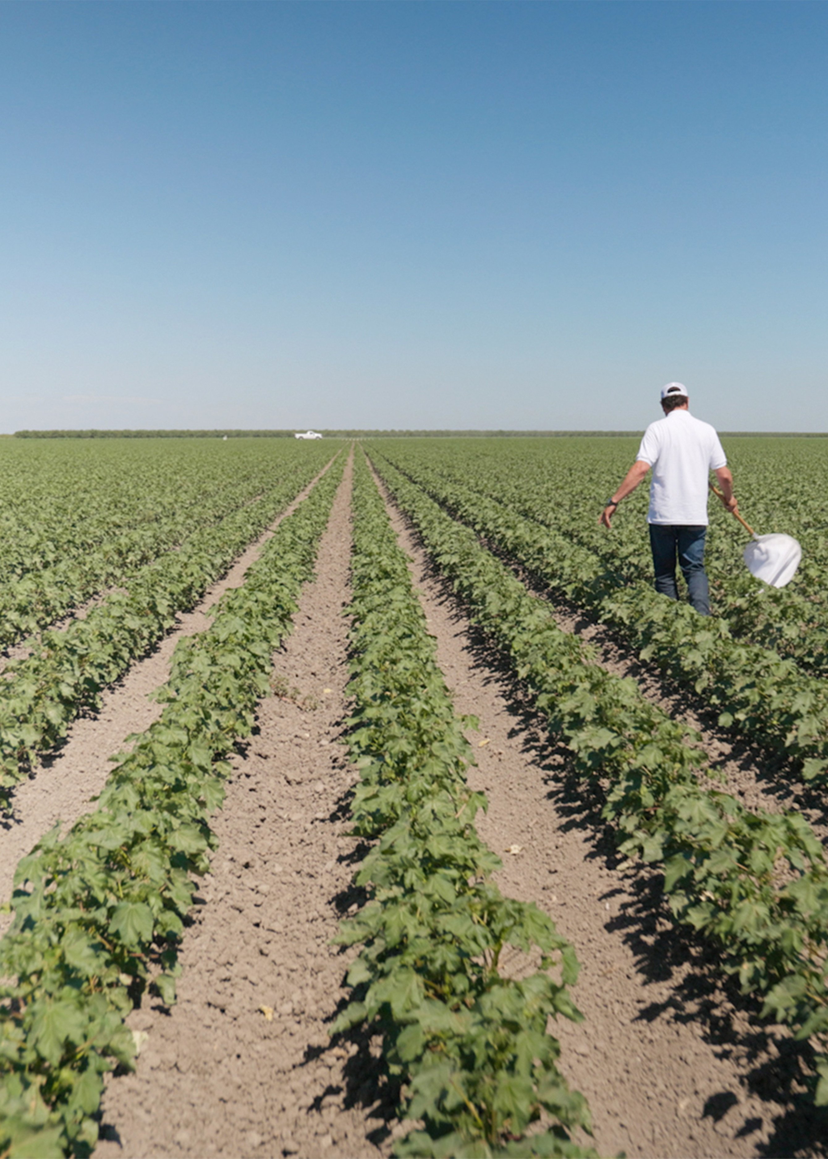 Bloomed Cotton Field