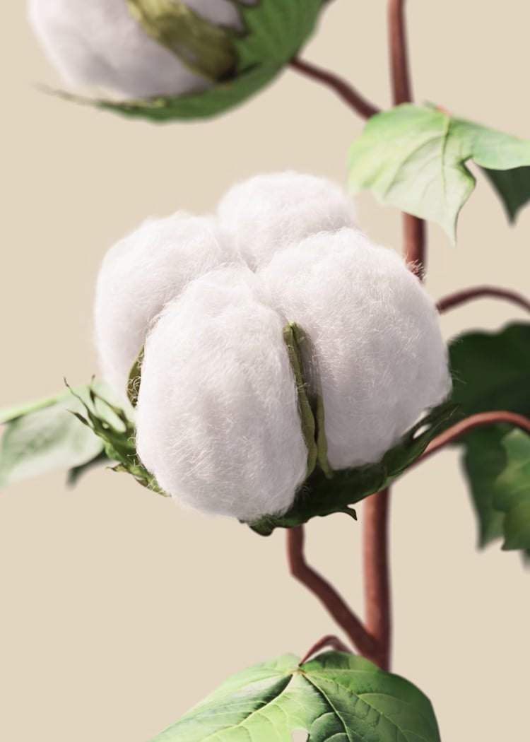 Cotton Plant